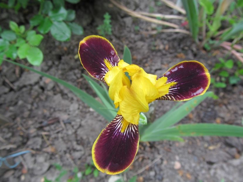 Bumble bee Delite (med) - Irisi