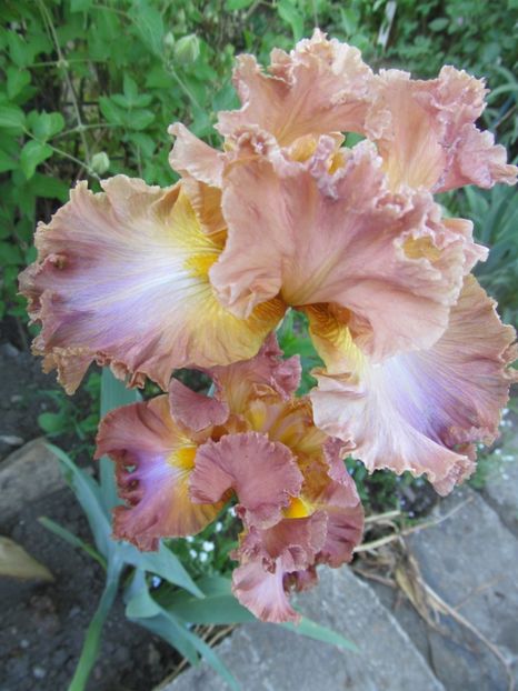 Copper Clouds (2) - Irisi