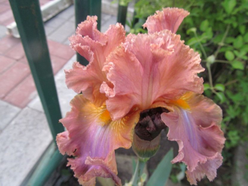 Copper Clouds - Irisi