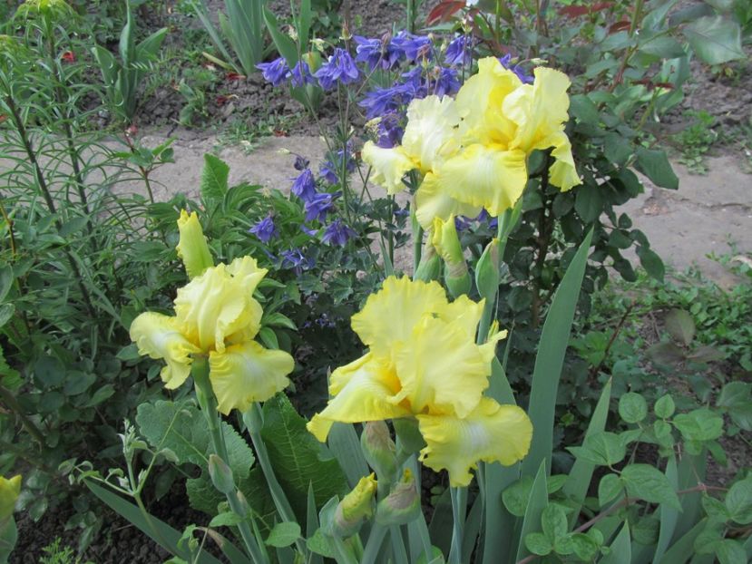 Iris american Acapulco Gold - Irisi