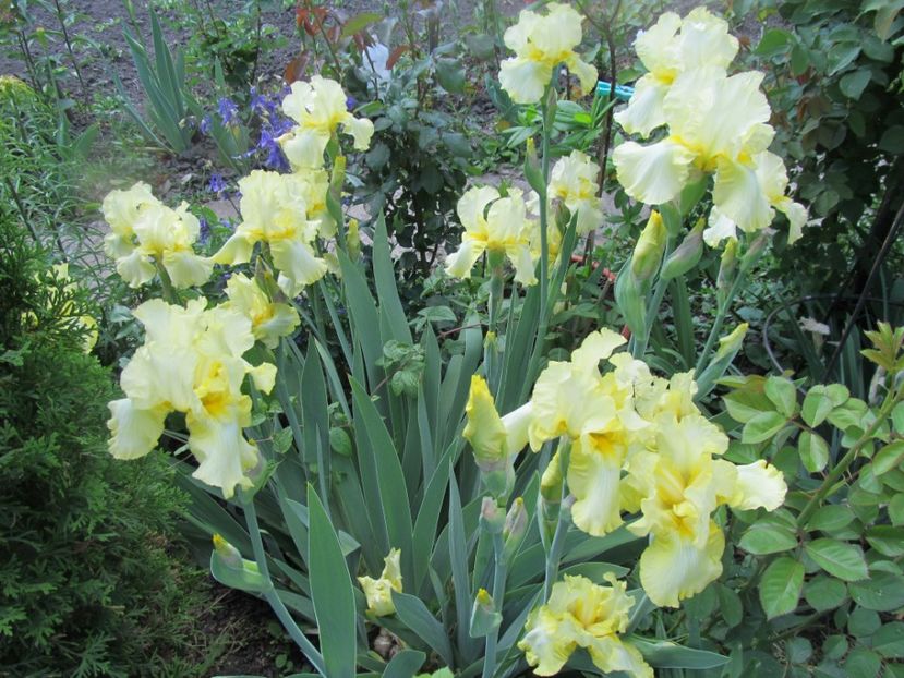 2.Iris american Acapulco Gold - Irisi