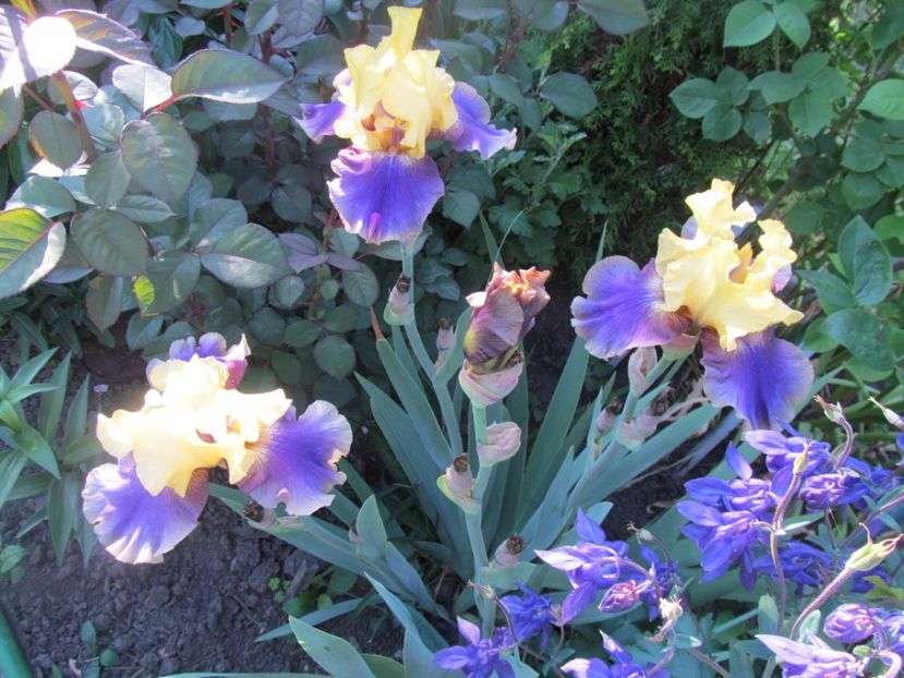4.Iris american Edith Wolford - Irisi