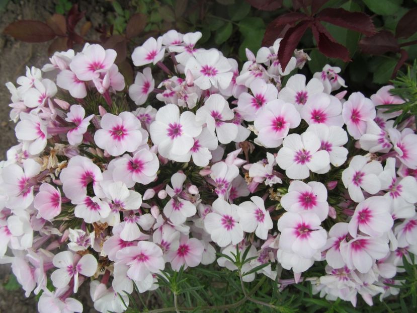  - Phlox