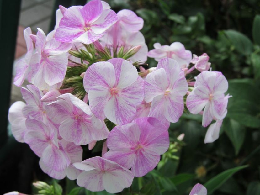  - Phlox