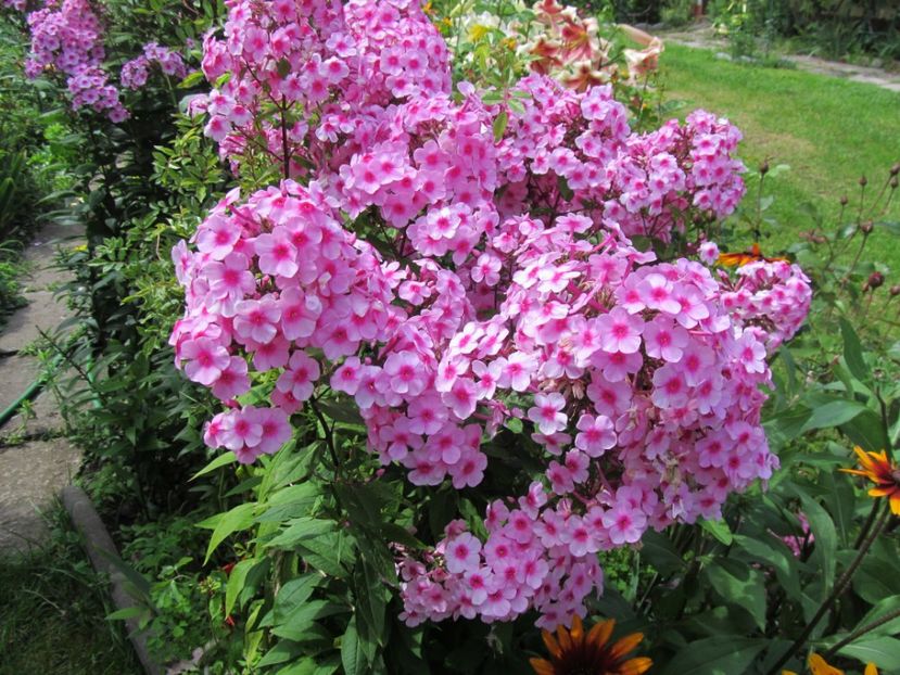  - Phlox