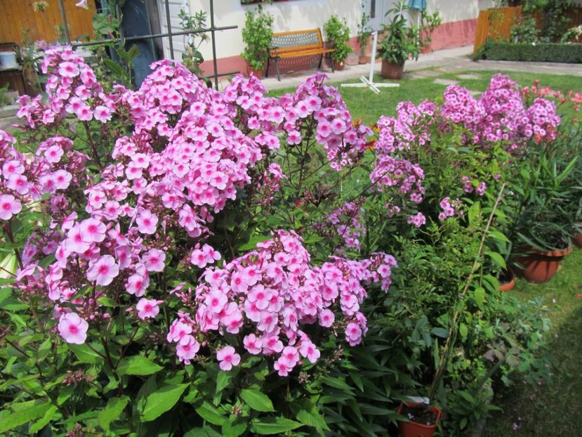  - Phlox