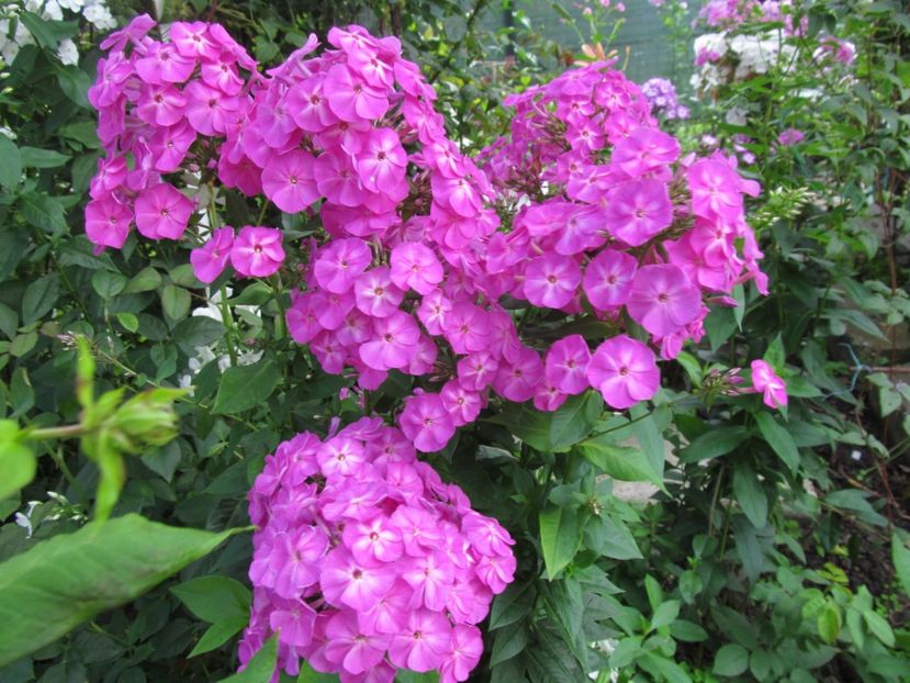  - Phlox