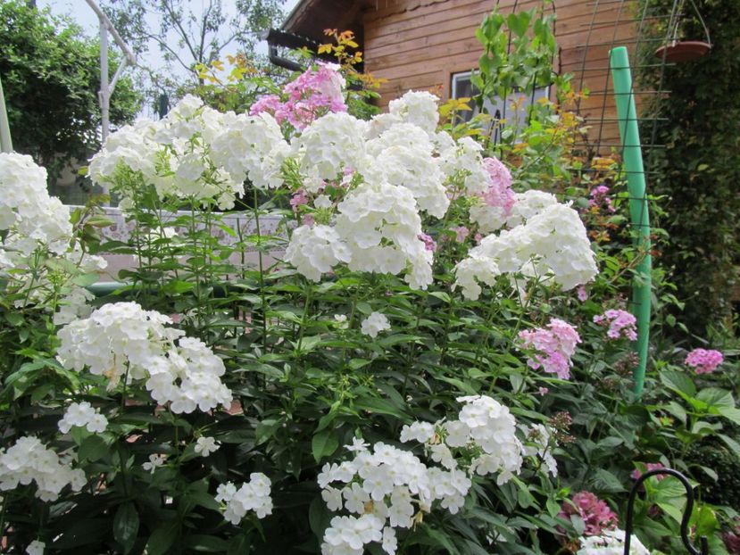  - Phlox