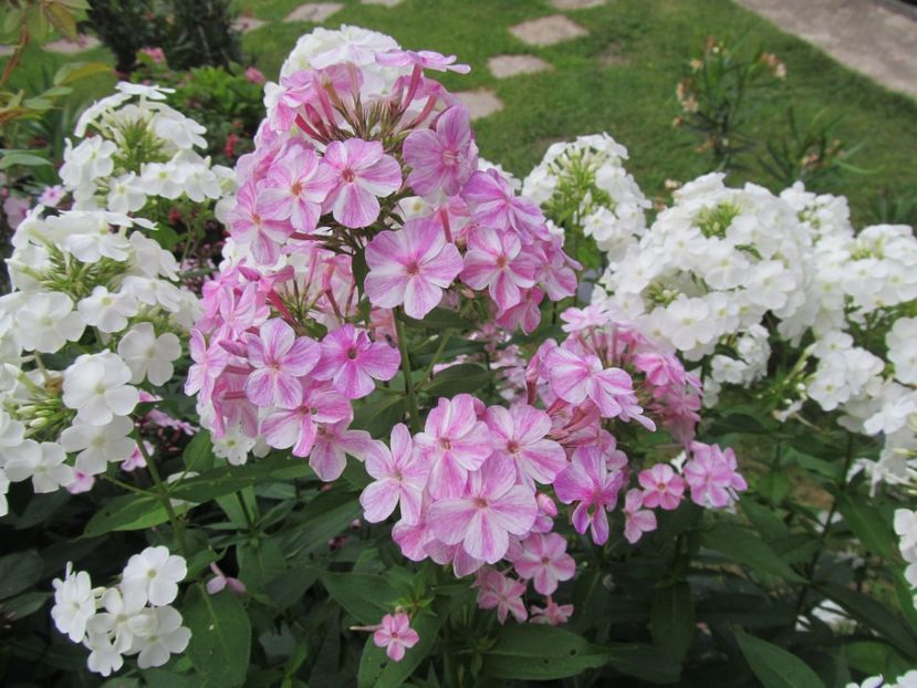  - Phlox