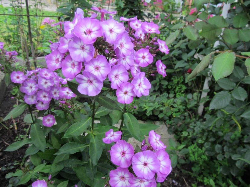  - Phlox