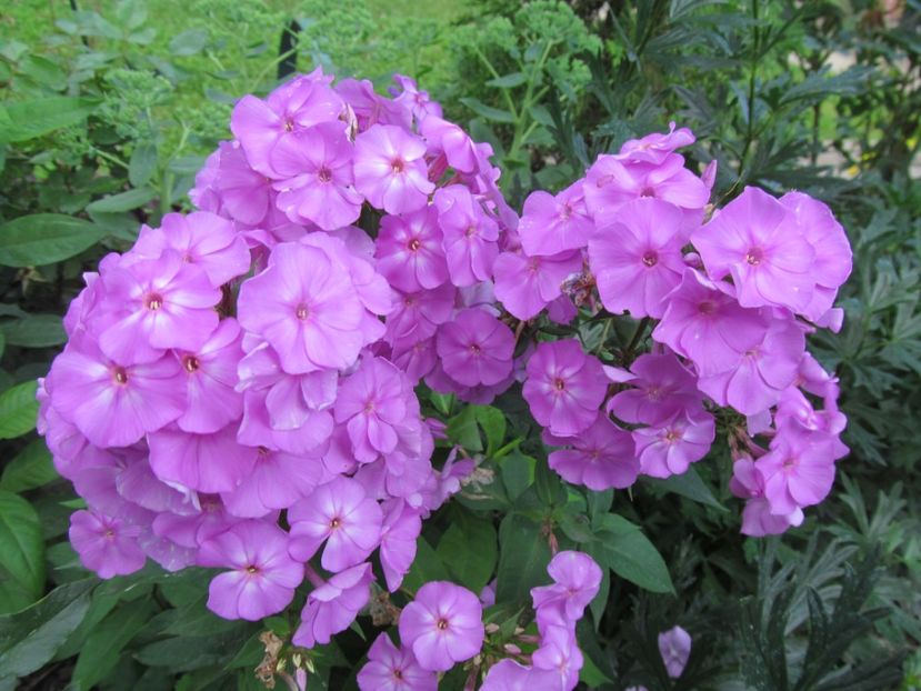  - Phlox