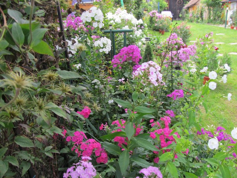  - Phlox