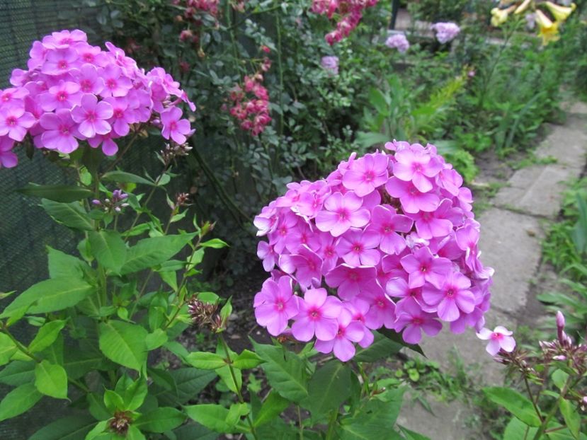  - Phlox