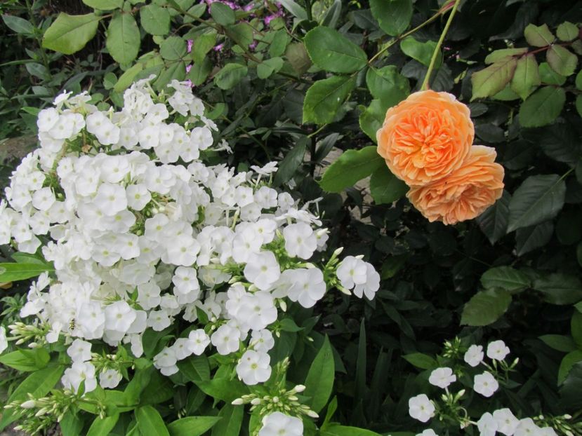  - Phlox