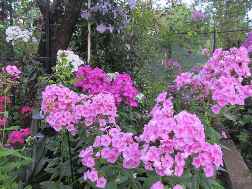  - Phlox