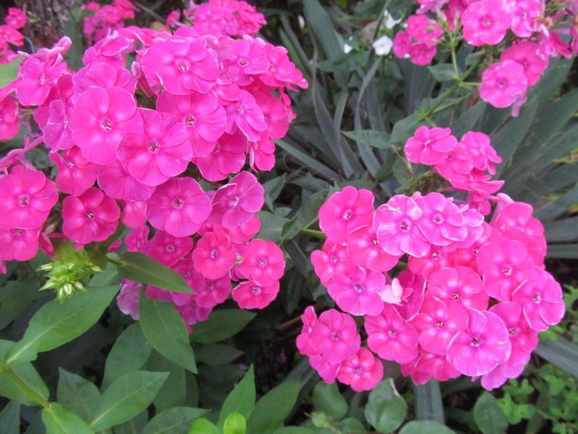  - Phlox