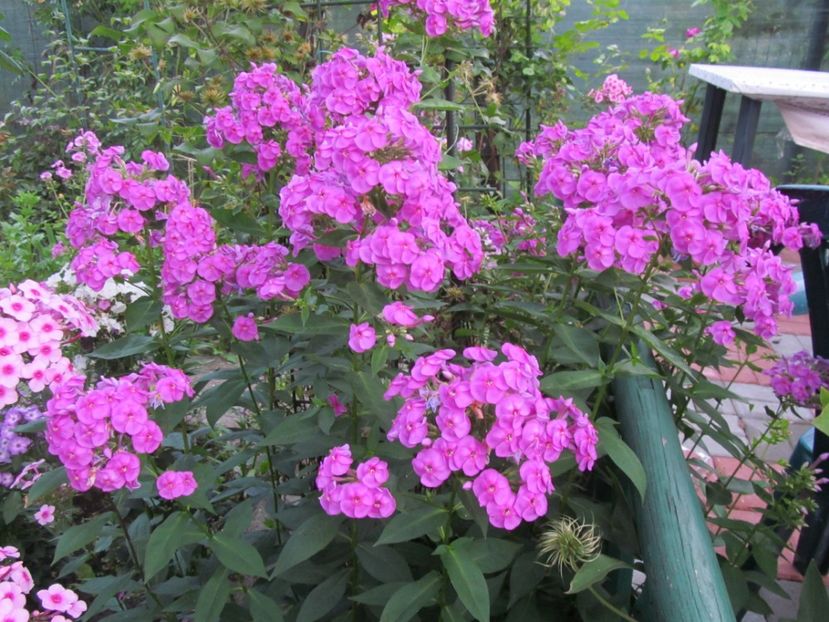 - Phlox
