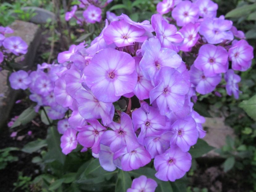  - Phlox