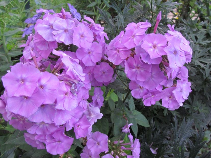  - Phlox