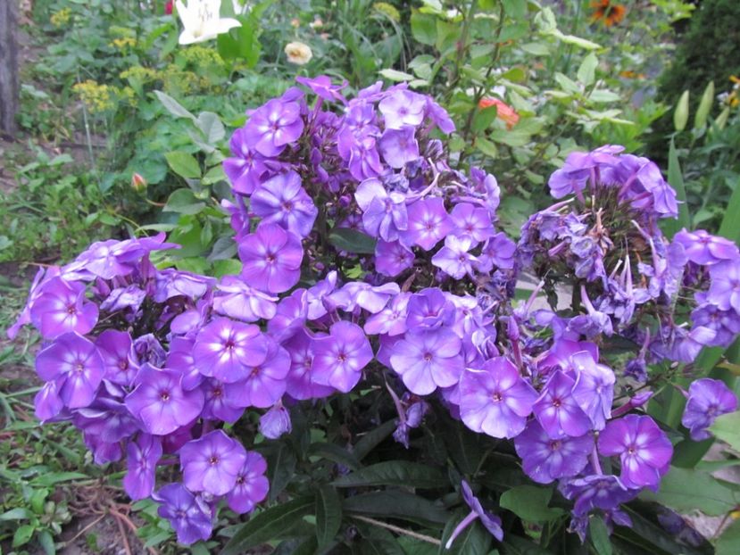  - Phlox