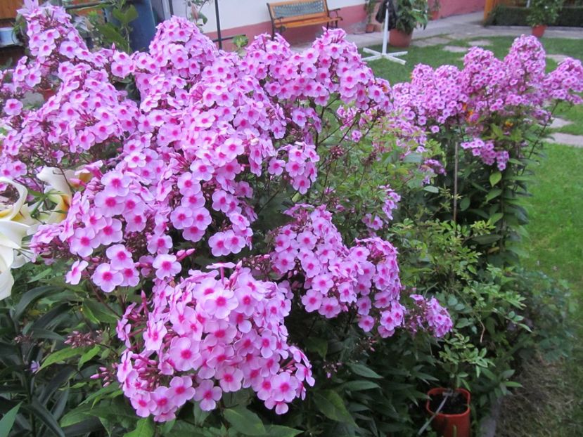  - Phlox