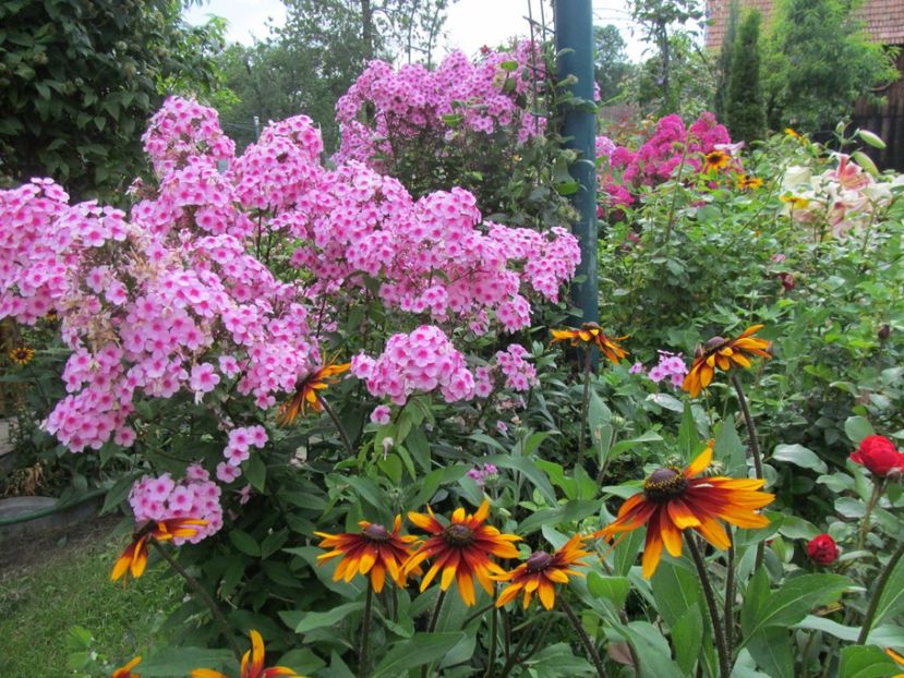  - Phlox