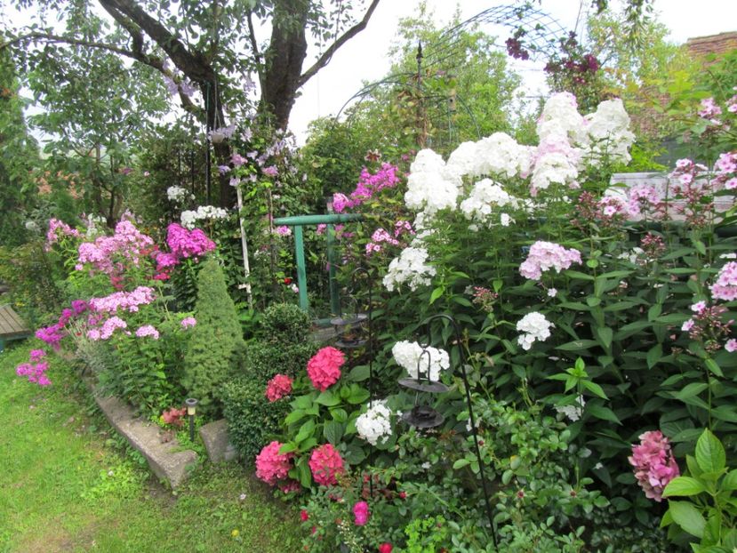  - Phlox