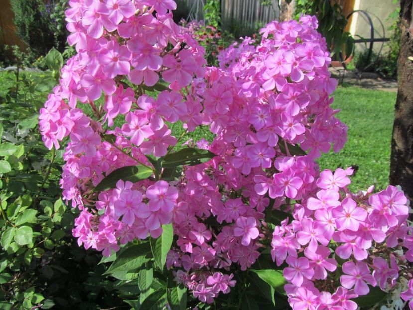  - Phlox