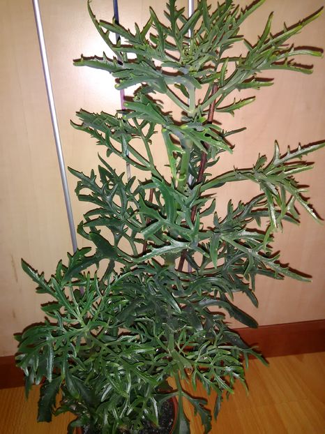  - Kalanchoe Lanciniata