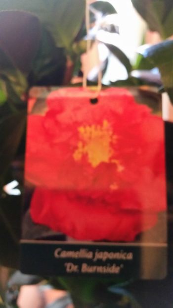 Camelia japonica Dr.Burnside - Noutati 2018
