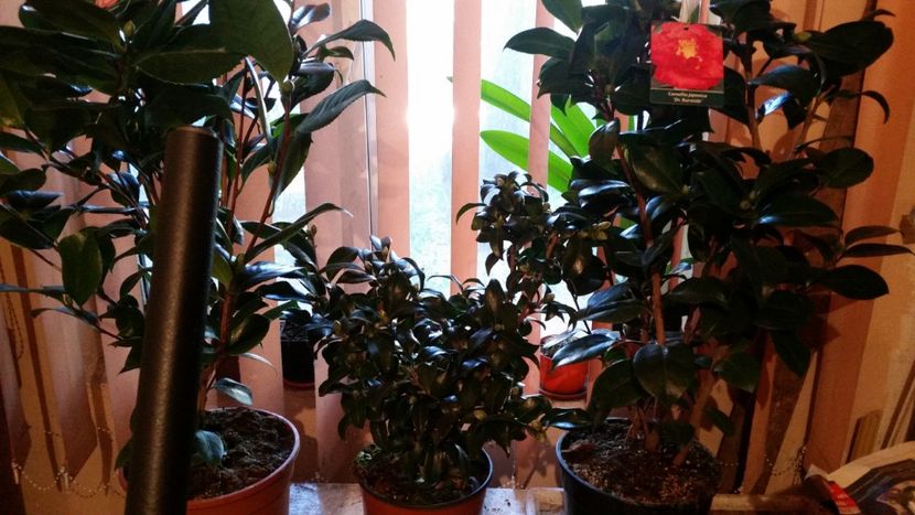 camelia japonica - Noutati 2018