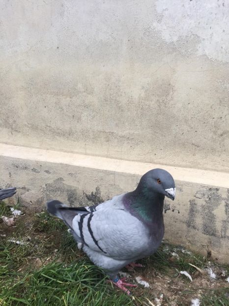  - TINERET 2018