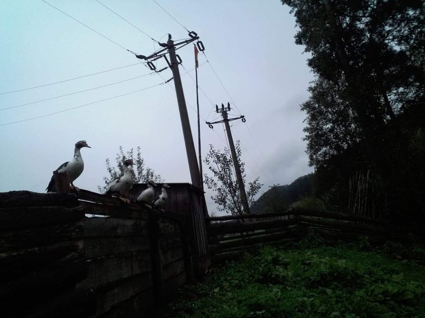 received_309341909866351 - 02 - Matca pentru 2019