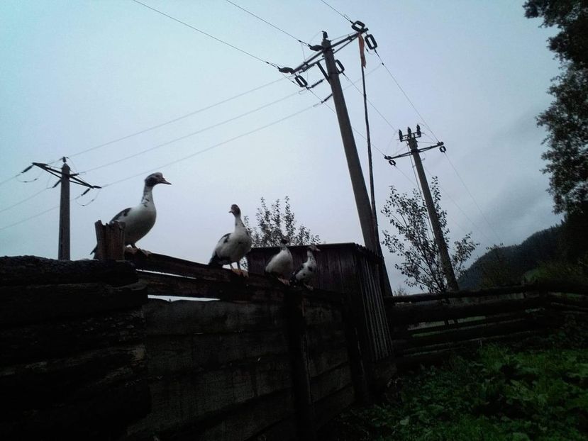 received_468209013688192 - 02 - Matca pentru 2019