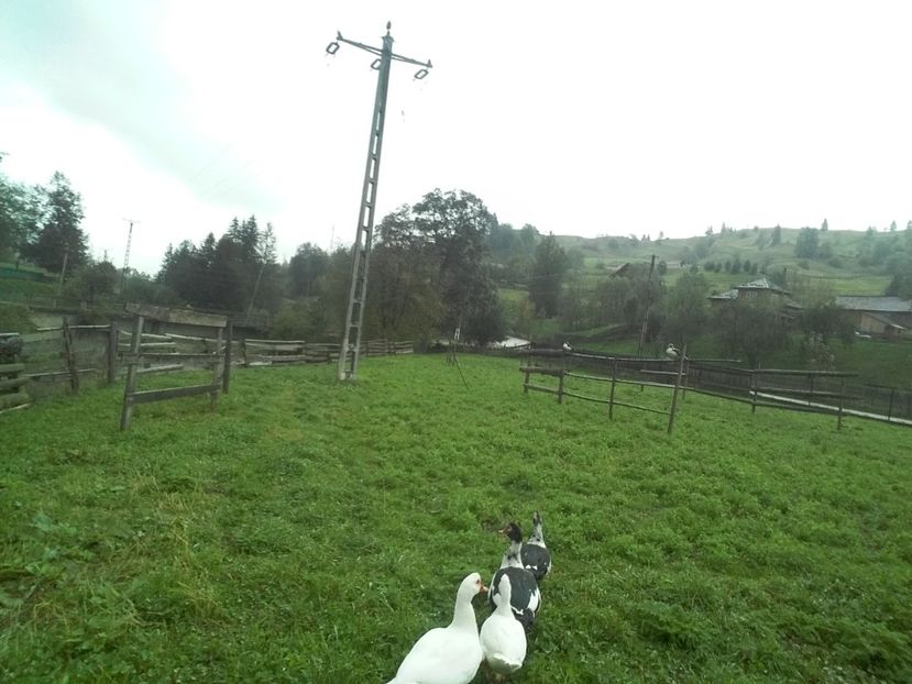  - 02 - Matca pentru 2019