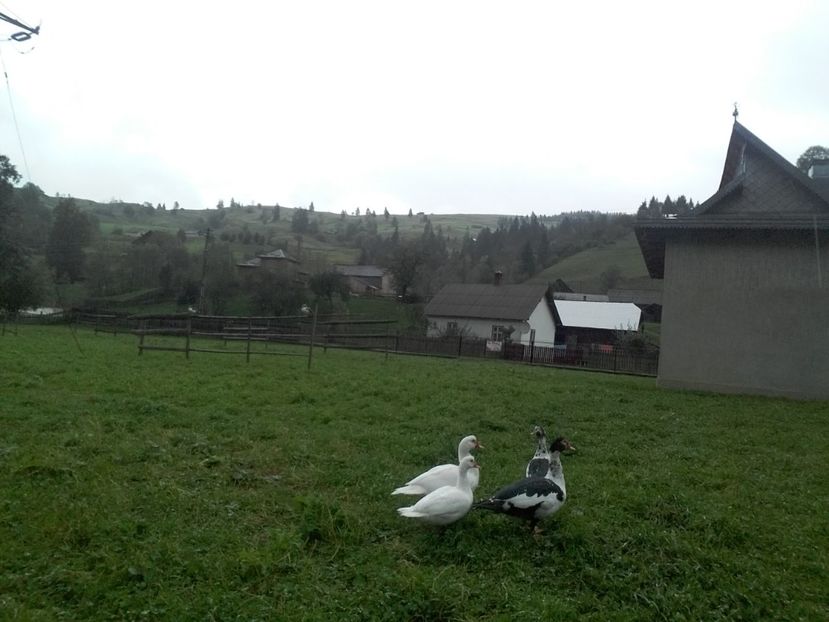  - 02 - Matca pentru 2019