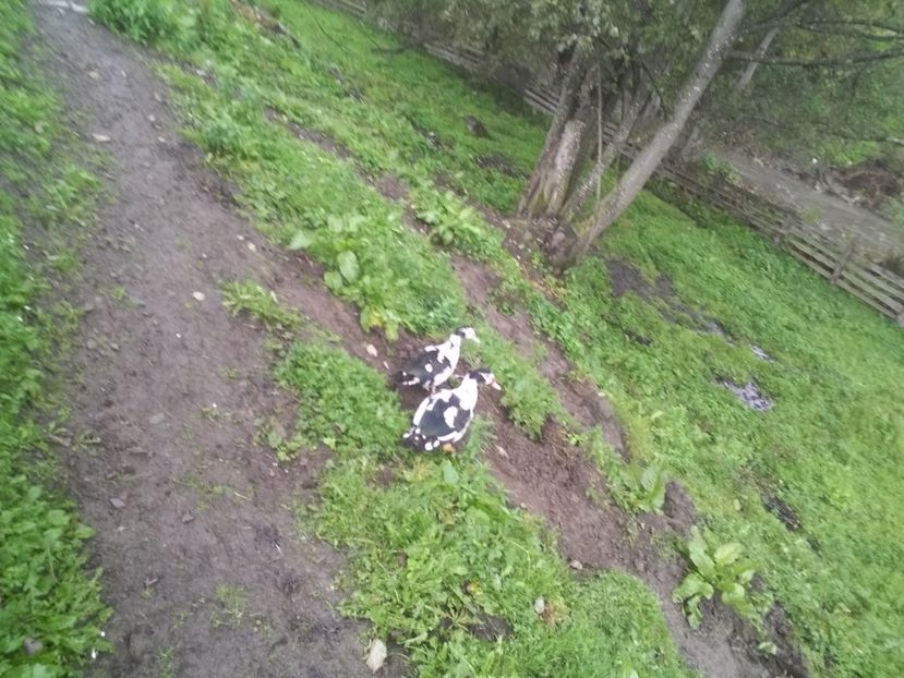  - 02 - Matca pentru 2019