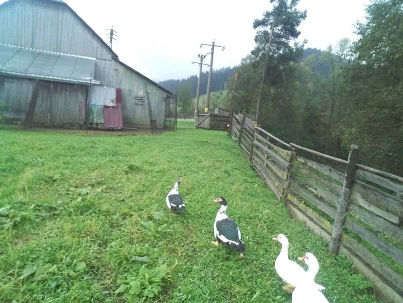  - 02 - Matca pentru 2019