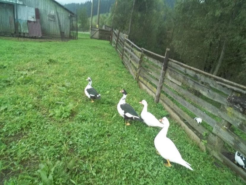  - 02 - Matca pentru 2019