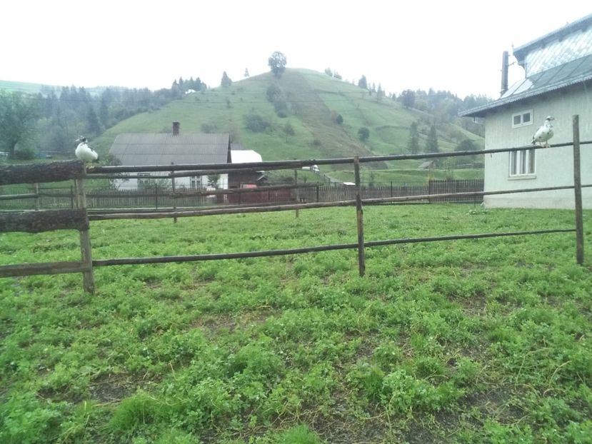  - 02 - Matca pentru 2019