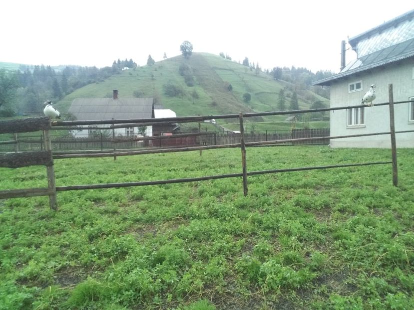  - 02 - Matca pentru 2019