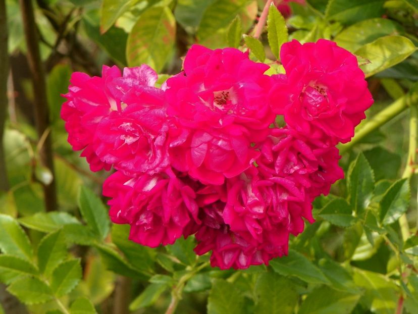 Super Excelsa - Trandafiri 2018 5