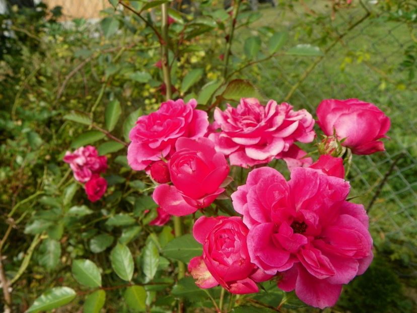 Elmshorn - Trandafiri 2018 5