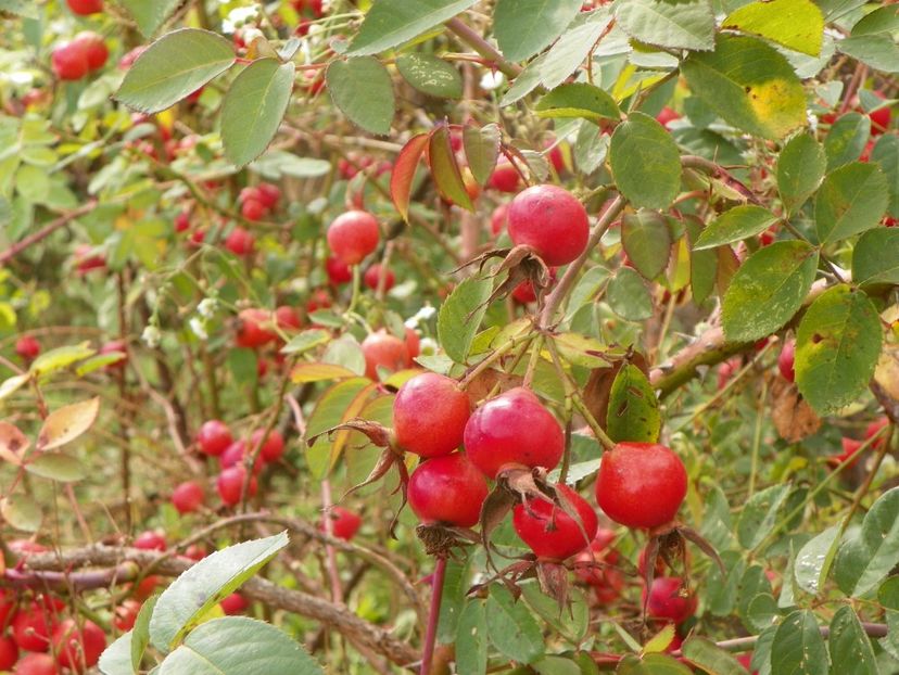 Scharlachglut - Trandafiri 2018 5