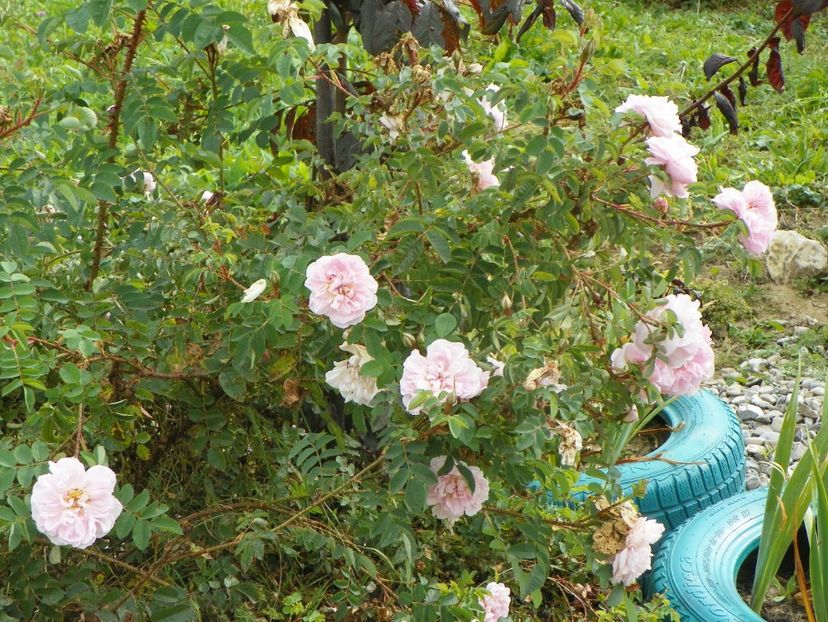 Stanwell Perpetual - Trandafiri 2018 5