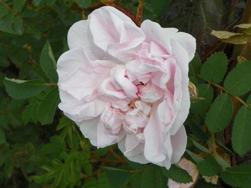 Stanwell Perpetual - Trandafiri 2018 5