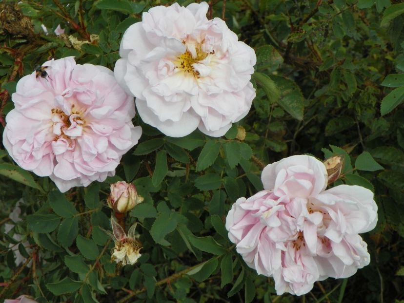 Stanwell Perpetual - Trandafiri 2018 5