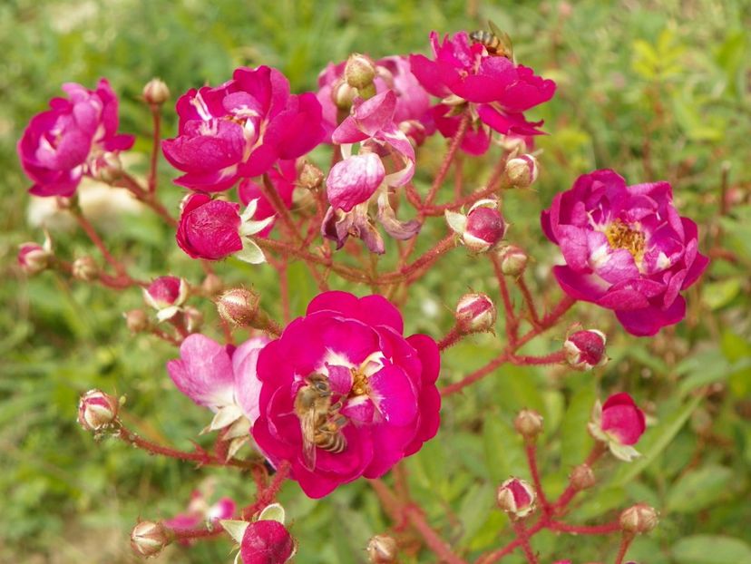 Lauren - Trandafiri 2018 5