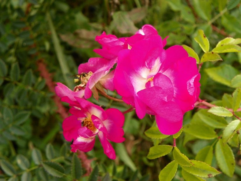 Hermann Schmidt - Trandafiri 2018 5