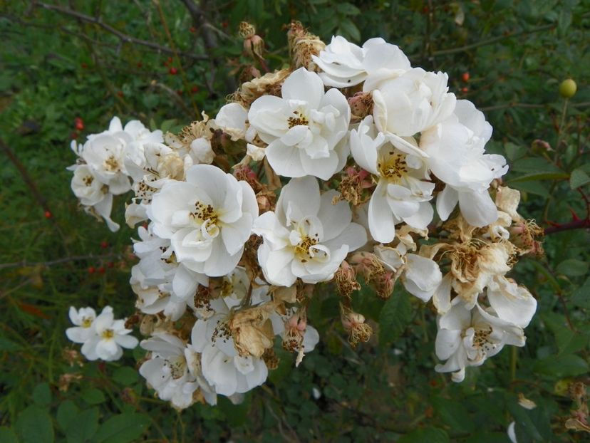 Darlow's Enigma - Trandafiri 2018 5